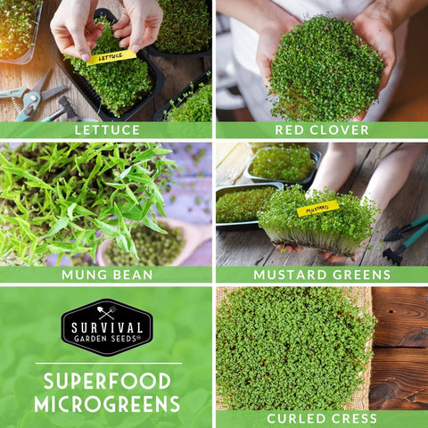 Five Variety Microgreens Seed Kit For Indoor Sprouting With Mustard Mung Bean Curled Cress Clover And Lettuce