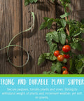 Adjustable Garden Plant Ties For Staking And Training Plants, 75 Feet Of Green Hook And Loop Tape used on tomato vine