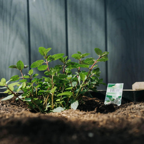 Wooden Raised Garden Bed With 30 Inch Ergonomic Height, 48 Inch By 24 Inch Planter Box, featuring green herb plants.