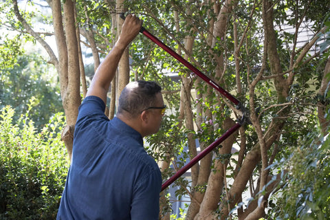 Man using 36 Inch Branch Cutter Loppers With Aluminum Handles And Dual Arc Bypass Blade in orchard trimming branches