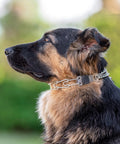 Side view of a dog wearing No Pull Prong Collar With Quick Release ClicLock Buckle For Small To Medium Dogs Stainless Steel Pinch Collar For Training 16 Inch Length 2.25 Millimeter Prongs Adjustable Fit Made In Germany.