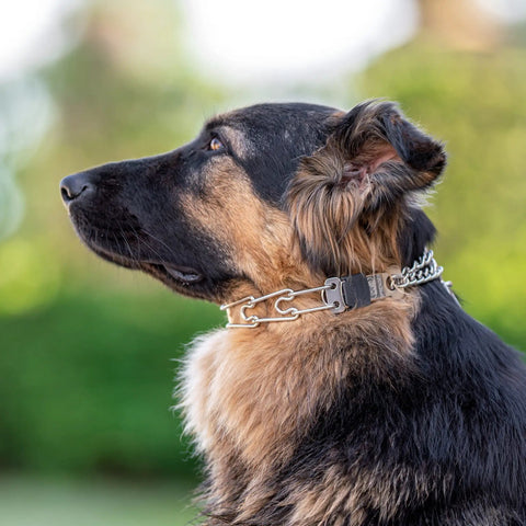 Side view of a dog wearing No Pull Prong Collar With Quick Release ClicLock Buckle For Small To Medium Dogs Stainless Steel Pinch Collar For Training 16 Inch Length 2.25 Millimeter Prongs Adjustable Fit Made In Germany.