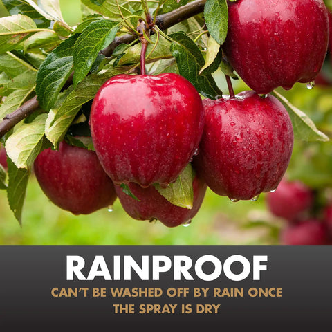 Multi Purpose Fungicide Spray Concentrate For Gardens Rainproof Protection Up To Two Weeks Keeps Roses Flowers Ornamental Shrubs Fruits Nuts Vegetables Trees Lawns Protected 16 Ounces, image of red apples on a tree with raindrops.