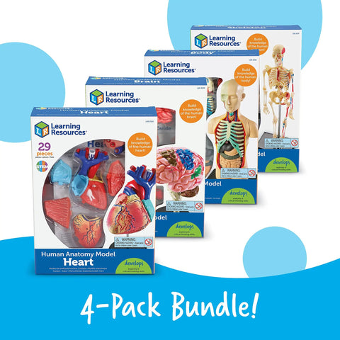 Hands On Anatomy Models Bundle Set With Heart Brain Skeleton And Body Parts packaging shown in a 4-pack for interactive learning.