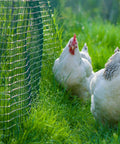 Chickens next to Heavy Duty 19 Gauge Metal Hardware Cloth 1/2 Inch Mesh, 36 Inch by 100 Foot Galvanized Chicken Wire Fencing Mesh Roll