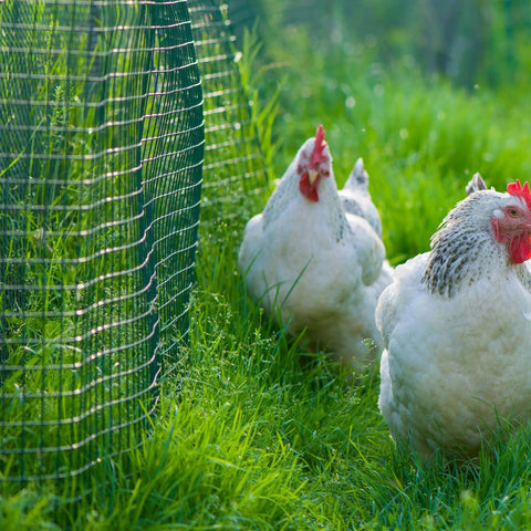 Chickens next to Heavy Duty 19 Gauge Metal Hardware Cloth 1/2 Inch Mesh, 36 Inch by 100 Foot Galvanized Chicken Wire Fencing Mesh Roll