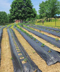 Heavy Duty 3oz Weed Barrier Fabric 4ft By 300ft Permeable Ground Cover For Garden And Lawn Projects installed on garden rows