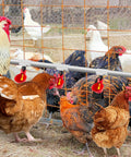 Twelve Piece Automatic Chicken Waterer Pvc Pipe Tee Fitting Kit For Large Coop Heavy Duty Leakproof Threading in use with chickens