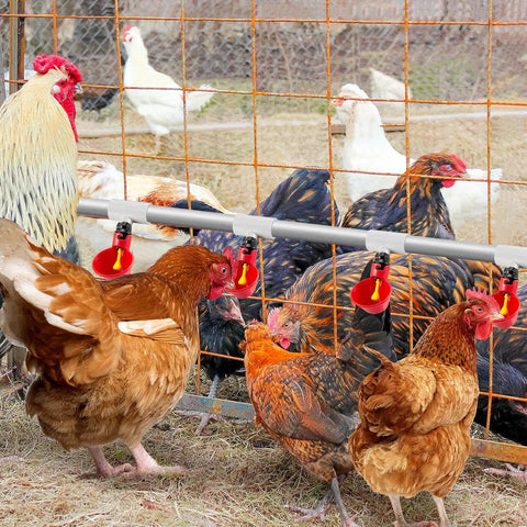 Twelve Piece Automatic Chicken Waterer Pvc Pipe Tee Fitting Kit For Large Coop Heavy Duty Leakproof Threading in use with chickens