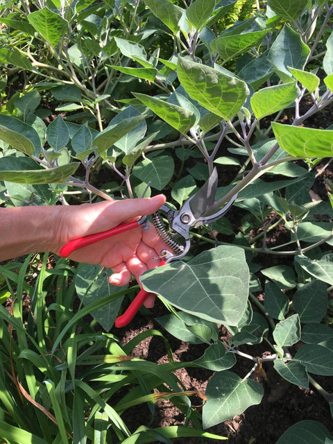 ClassicCUT Forged Bypass Hand Pruner in use cutting branches, red handle, fully forged steel, 3/4 inch cutting capacity.