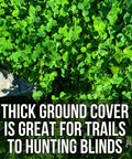 Four Clover Combo Blend Perennial Food Plot Seed 15 Lb EcoPack, thick green clover cover with boot for erosion control