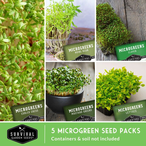 Five Variety Microgreens Seed Kit For Indoor Sprouting With Mustard Mung Bean Curled Cress Clover And Lettuce Heirloom Non GMO Starter Pack For Quick Indoor Harvest And Homegrown Flavor displayed with seed packets and sprouts