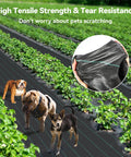 Heavy Duty Woven Weed Barrier Fabric 4 Ft By 300 Ft 3.2 Oz Landscape Underlayment For Garden Beds with pets on fabric