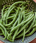 Fresh harvested bush beans from Blue Lake 274 Bush Bean Seeds 2 Oz Seed Pack For Home Gardeners With Tender 5 To 6 Inch Pods