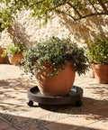 14.2 Inch Round Planter Caddy With Heavy Duty Smooth Gliding Casters under large potted plant on outdoor patio surface.