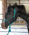 Horse wearing Four Knot Stiff Polyester Training Halter With Ten Foot Matching Lead For Horses Fully Adjustable And Built For Rough Wear Turquoise Full Size Ideal For Ground Work And Training