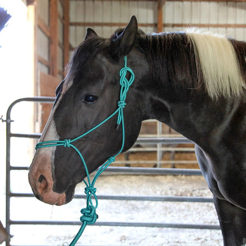 Horse wearing Four Knot Stiff Polyester Training Halter With Ten Foot Matching Lead For Horses Fully Adjustable And Built For Rough Wear Turquoise Full Size Ideal For Ground Work And Training