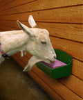 Goat using Heavy Duty Livestock Salt Block Feeder And Mineral Block Holder For 4 Lb Blocks, Wall Mount Ready, on a wooden wall