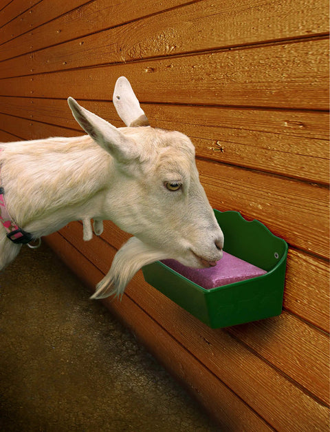 Goat using Heavy Duty Livestock Salt Block Feeder And Mineral Block Holder For 4 Lb Blocks, Wall Mount Ready, on a wooden wall