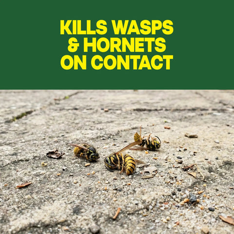 Dead wasps on concrete surface showcasing effectiveness of Straight Shooting Flying Insect Killer Spray For Wasps And Hornets With A Powerful Jet Stream Two 14 Oz Cans Provide Tough Outdoor Bug Protection That Kicks Stinging Pests Right Out The Gate.