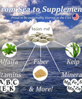 From Sea to Supplement image showcasing alfalfa, kelp, fiber, and minerals for Get A Clean Slate With This Seven Day Detox Kit And Whole Body Cleanse.