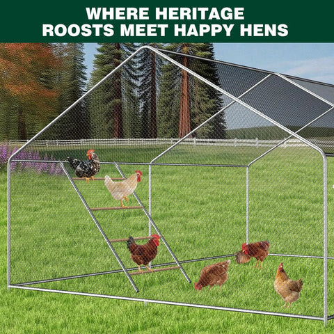 Natural Wood Chicken Perch Roosting Bars For Coop And Backyard Poultry in a steel enclosure with chickens using ladder