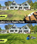 Lawn Aerator Shoes Upgrade 2.4-Inch Heavy Duty Spike Aeration Shoes With Adjustable Hook And Loop Straps One Size Fits All Easy Install For Yard Lawns Soil Patio Dark Black shown in use with before and after lawn results.