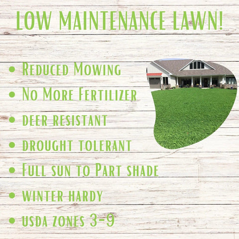 Micro Clover Seed Kit For Lawn Transformation Organic Coated Eco Friendly Low Maintenance Grass Alternative That Spreads Easily Four Point Four Ounce Seed Packet Compostable Pouch Covers Up To 1000 Sq Ft Kid And Pet Safe image showing low maintenance lawn benefits