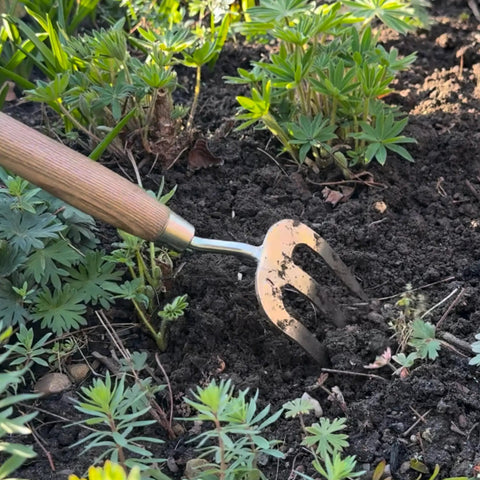 Stainless Steel Hand Weeder Fork For Easy Weeding And Soil Aeration, Durable Gardening Tool with Ergonomic Handle in use on garden bed