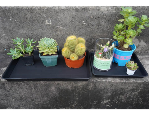 Plant Saucer And Seed Starter Tray For Indoors, 14 By 11 Inch Heavy Duty Plastic Propagation Saucers holding potted succulents