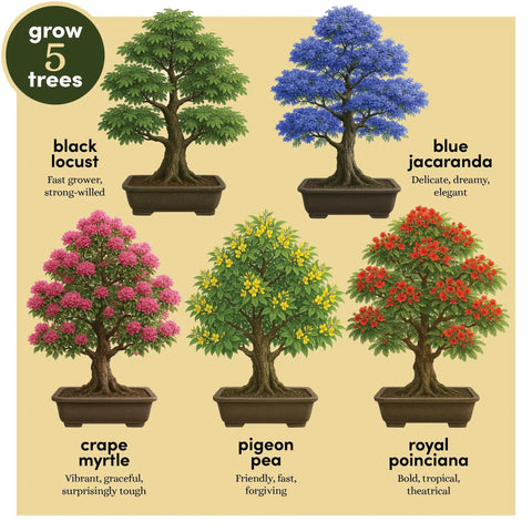 Bonsai Starter Kit With Five Varieties Black Locust Blue Jacaranda Crape Myrtle Pigeon Pea Delonix Regia tree images