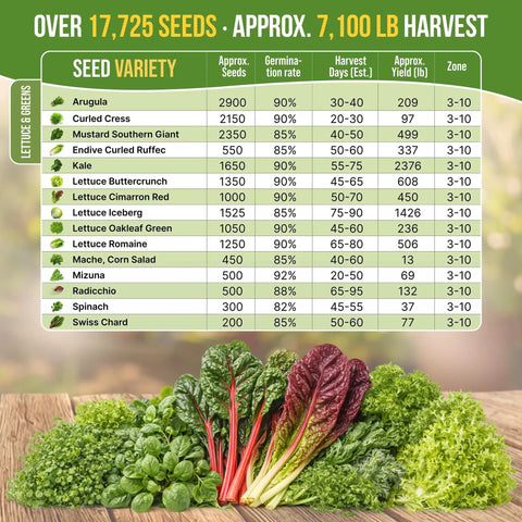 Chart of 15 Variety Lettuce And Salad Greens Seeds Pack With 17700 Plus Non GMO Heirloom Seeds for indoor and outdoor gardeners.