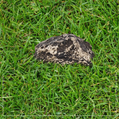 Outdoor Fake Rock Key Hider That Looks And Feels Like Real Stone, Weatherproof Spare Key Storage For Garden Or Yard on grass