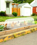 Chickens under 2-In-1 Outdoor Greenhouse Tunnel For Gardens And Chicken Coops, Foldable Hoop House With Cloche Cover in garden bed.