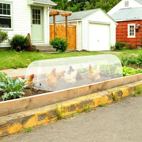 Chickens under 2-In-1 Outdoor Greenhouse Tunnel For Gardens And Chicken Coops, Foldable Hoop House With Cloche Cover in garden bed.