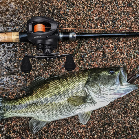 Torrent II Baitcasting Fishing Reel with 20 lb carbon fiber drag next to caught fish on rocky surface