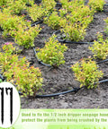50 Pack 8 Inch Hose Hold-Down Anchor Stakes For 1/2 Inch, 1/4 Inch, And 5/32 Inch Drip Tubing in garden setup with tubing.