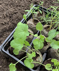 Close-up of Tomato And Vegetable Seed Starter Tray Kit With 36 Cell 50mm Peat Pellets Two Pack Including Humidity Domes