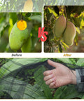 Comparison of mangoes before and after protection with Mosquito Netting 10x100 Ft Garden Mesh Netting for Plants.
