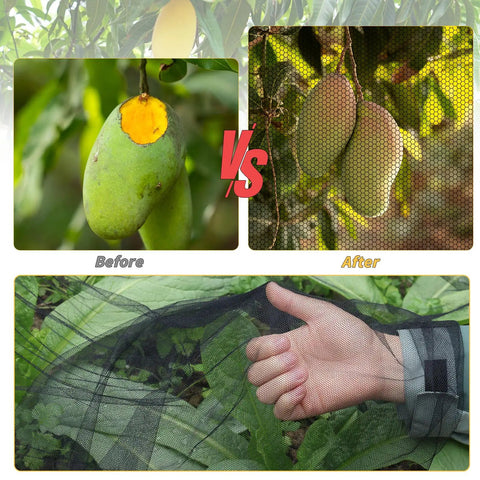 Comparison of mangoes before and after protection with Mosquito Netting 10x100 Ft Garden Mesh Netting for Plants.