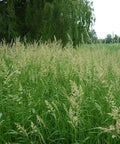 Reed Canary Grass Seed For Pasture Hay And Silage 5 Lbs Pack High Yield Cool Season Grass with Flood and Drought Tolerance in a Field