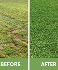 Before and after image showing lawn transformation using Micro Clover Seed Kit For Lawn Transformation Organic Coated Eco Friendly Low Maintenance Grass Alternative That Spreads Easily Four Point Four Ounce Seed Packet Compostable Pouch Covers Up To 1000 Sq Ft Kid And Pet Safe