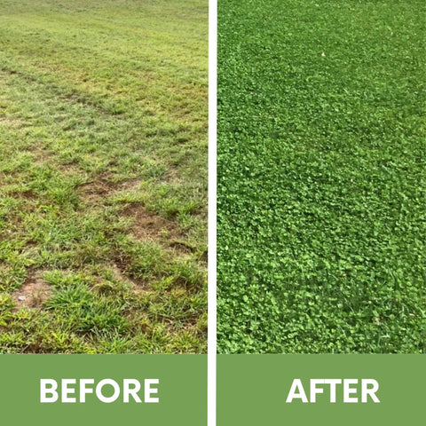 Before and after image showing lawn transformation using Micro Clover Seed Kit For Lawn Transformation Organic Coated Eco Friendly Low Maintenance Grass Alternative That Spreads Easily Four Point Four Ounce Seed Packet Compostable Pouch Covers Up To 1000 Sq Ft Kid And Pet Safe