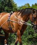 Horse wearing groundwork and lunging gear for horse training black, built with stainless steel snaps, rock solid, durable, adjustable fit.