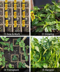 320 Cell Seedling Starter Trays With 20 Pack Biodegradable Peat Pots showing stages: sowing, growing, transplantation, harvest of plants.