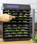 Super Durable 10 Tray Electric Food Dehydrator Featuring Smart Digital Interface And Quick Dual Drying Zones For Hella Tender Jerky Dry Veggies And Aromatic Herbs Designed For No Sweat Operation with kale on the trays.