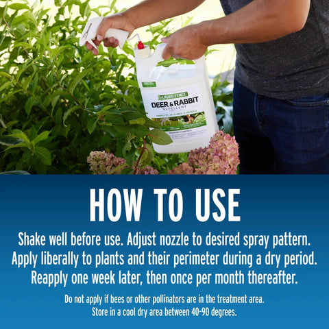 Person using Deer And Rabbit Repellent 2 Pack Ready To Use Gallon Rain Resistant Spray For Gardens on shrubs