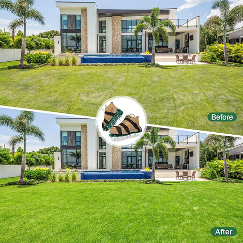 Before and after lawn improved using Lawn Aerator Shoes With Adjustable Straps And Heavy Duty Spikes for grass aeration