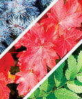 All In One Bonsai Seeds Kit With 300 Plus Seeds Featuring Red Maple Blue Spruce Cherry Blossom leaves close-up view