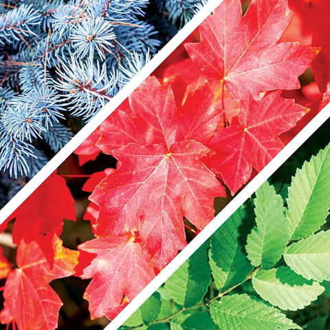 All In One Bonsai Seeds Kit With 300 Plus Seeds Featuring Red Maple Blue Spruce Cherry Blossom leaves close-up view